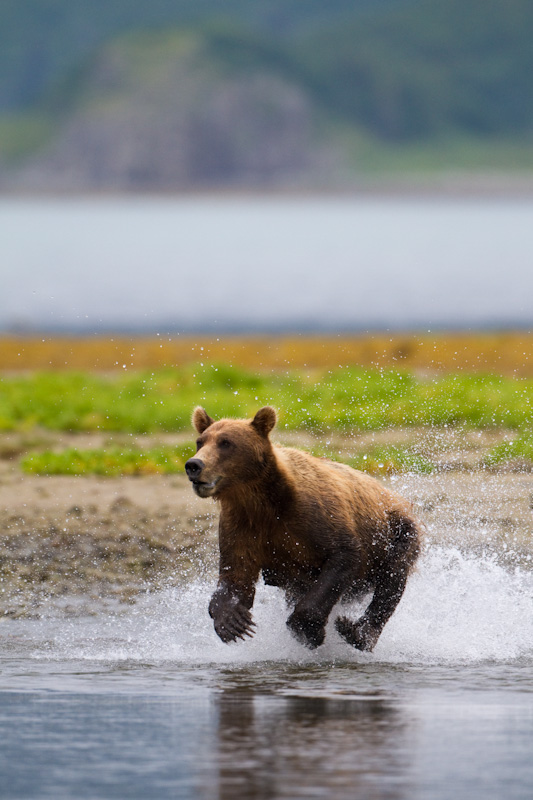 Grizzly Bear Chasing Salmon